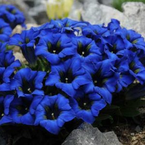 occidentalis JP 2000-9010