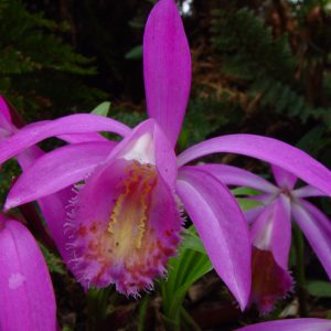 Kultivar ' Tolima ' -0