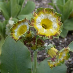 x auricula ' Sollero JP ' -5388