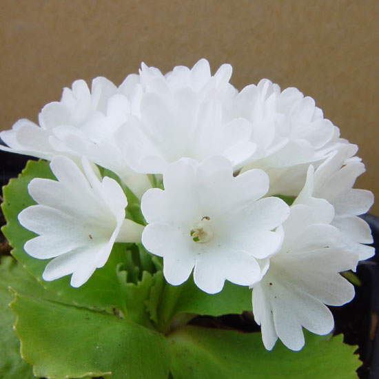 x pubescens ' Alba '-0