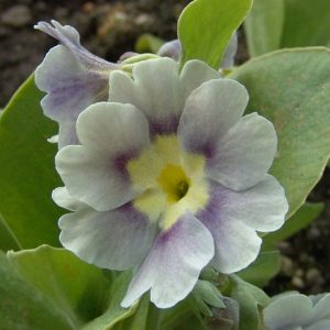 x auricula Alison Rose-0