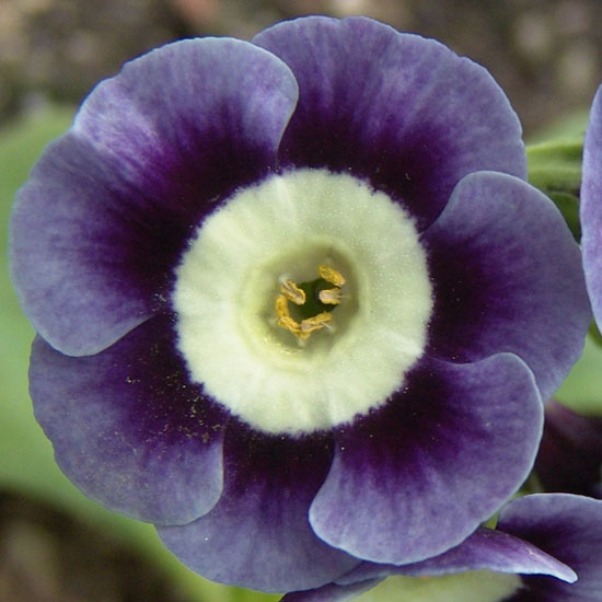 x auricula ' Averil Hunter '-0