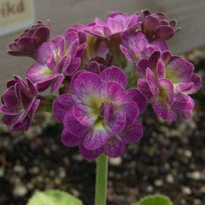 x auricula Barnhaven Erica-2191