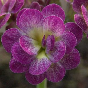 x auricula Barnhaven Erica-2189