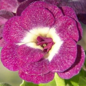 x auricula Barnhaven Erica-0