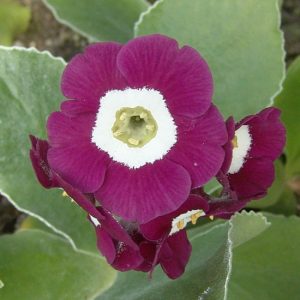 x auricula Bella Zana-0
