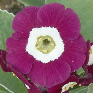 x auricula Bella Zana-1145