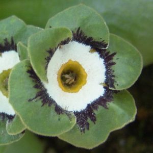 x auricula Benny Green-0