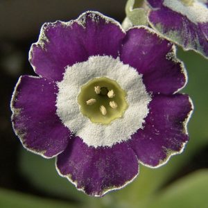 x auricula Blue Chip-1299