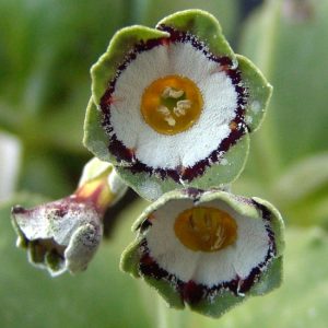 x auricula Bob Lancashire-1485