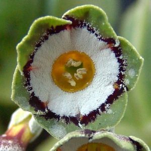 x auricula Bob Lancashire-0