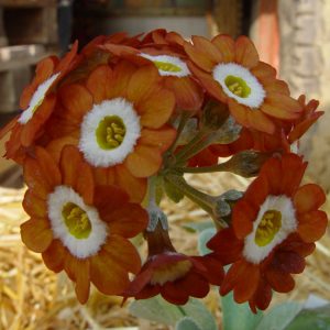 x auricula Brownie-0