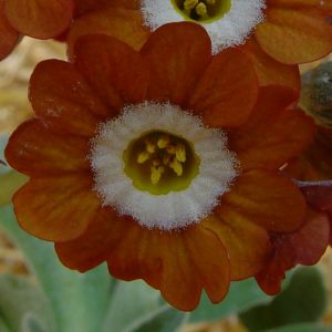 x auricula Brownie-1597