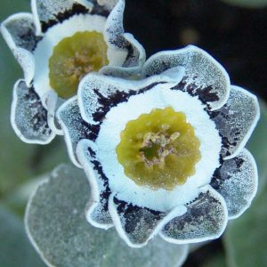 x auricula Candida-0