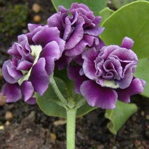 x auricula Chelsea Girl-2199