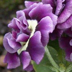 x auricula Chelsea Girl-0