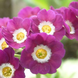 x auricula Chiffon-0