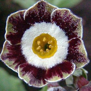 x auricula Conservative-1310