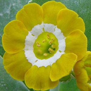 x auricula Chorister-0