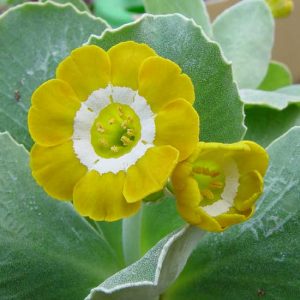 x auricula Chorister-1838