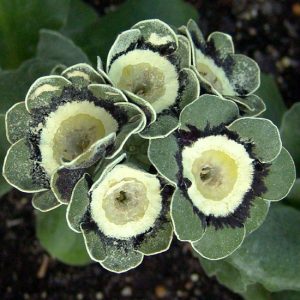 x auricula Cornmeal-1494