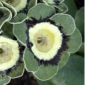 x auricula Cornmeal-0