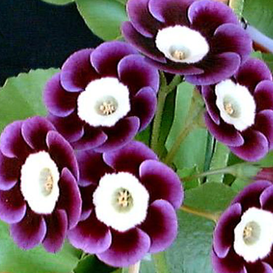 x auricula ' Divint Dunch '-0