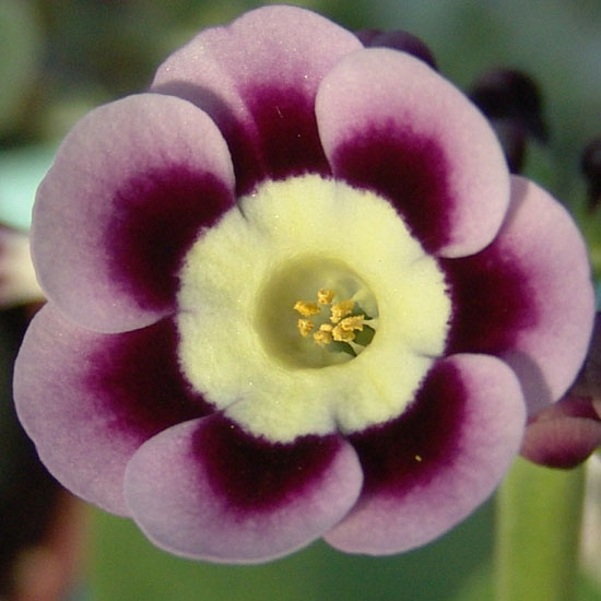 x auricula ' Don Head '-0