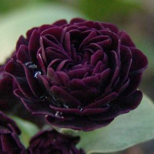 x auricula Doublure-2285