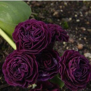 x auricula Doublure-2284