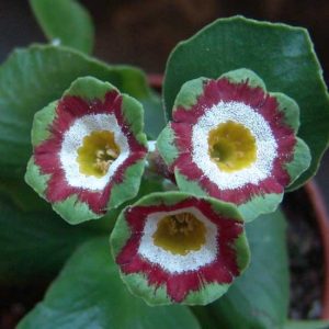 x auricula ' Douglas Green '-2153