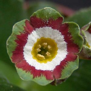 x auricula ' Douglas Green '-0