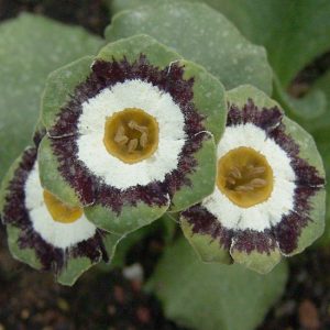 x auricula Dr. Duthie-1497