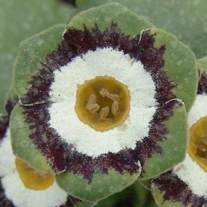 x auricula Dr. Duthie-0