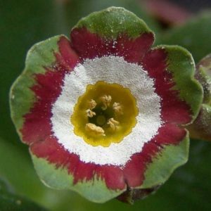 x auricula ' D.S.J. '-0