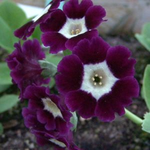 x auricula Eden Alexandra-1611