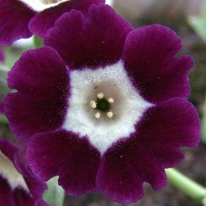 x auricula Eden Alexandra-0