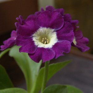 x auricula Eden David-1616