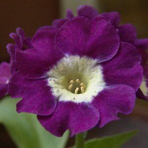 x auricula Eden David-0