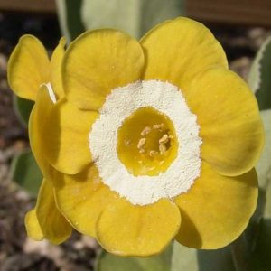 x auricula Elsinore-1844
