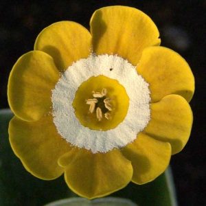 x auricula Elsinore-0