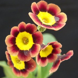 x auricula ' Emmett Smith '-0