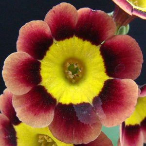 x auricula ' Emmett Smith '-652