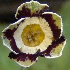 x auricula Embley-0