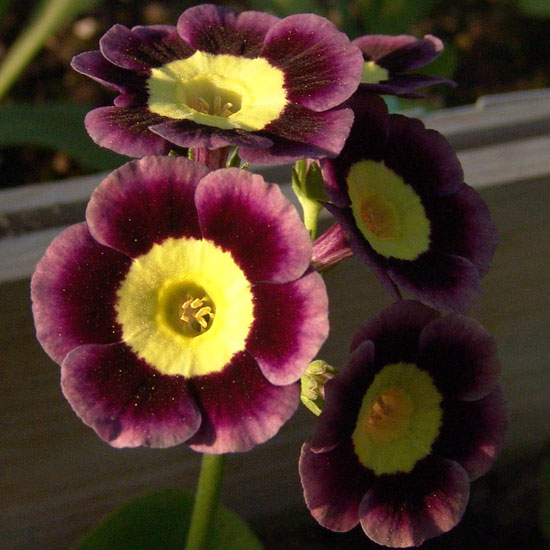 x auricula ' Eye Opener '-0