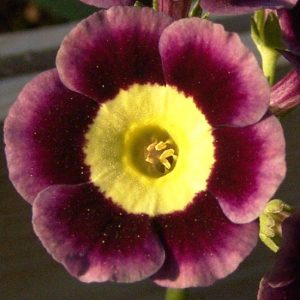 x auricula ' Eye Opener '-656