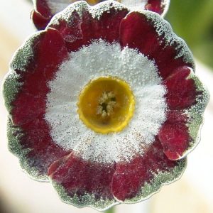 x auricula Fanfare-1316