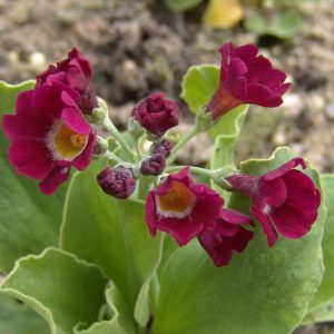 x pubescens ' Feuerkönig '-1563