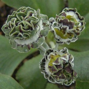 x auricula Fiddlers Green-2296