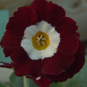 x auricula Fuller´s Red-0